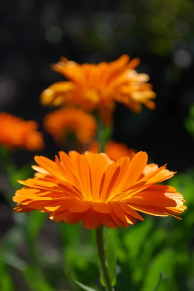 Ljusa Orange Ringblomma Kronblad Bakgrundsbelyst Solen — Stockfoto