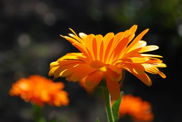 Pétalos Caléndula Naranja Brillante Retroiluminado Por Sol — Foto de Stock
