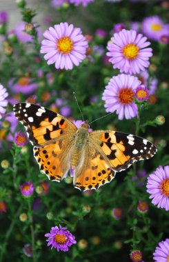 Hassas renkli kelebekler yaz günlerinde gözlere zevk verir.