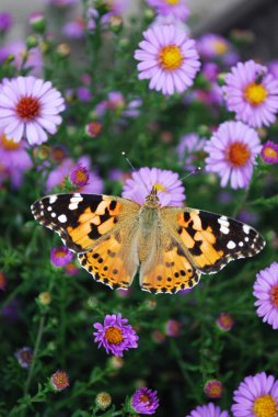 Hassas renkli kelebekler yaz günlerinde gözlere zevk verir.