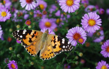 Hassas renkli kelebekler yaz günlerinde gözlere zevk verir.