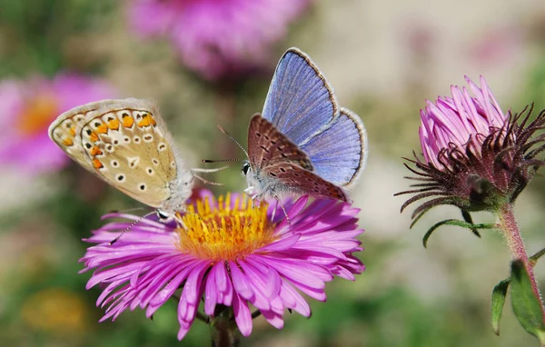 Pequena Borboleta Azul Senta Flores Aster Lilás Imagem De Stock