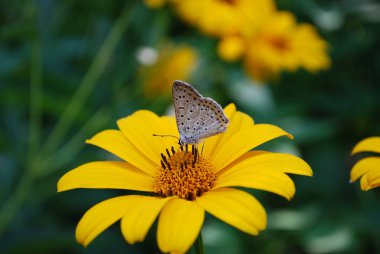 Yumuşak küçük kelebek sarı bir çiçeğin üzerinde oturur