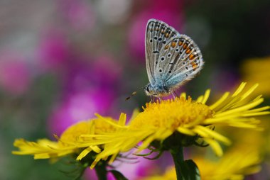 Yumuşak küçük kelebek sarı bir çiçeğin üzerinde oturur