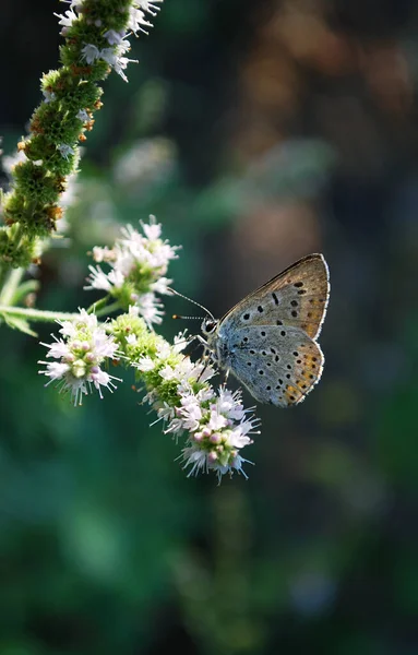 Křehký Motýlek Sedí Zelené Větvi Rostliny — Stock fotografie