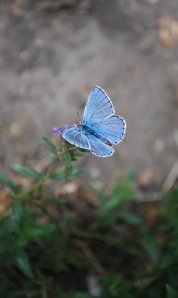 Ніжний Маленький Метелик Сидить Зеленій Гілці Рослини — стокове фото
