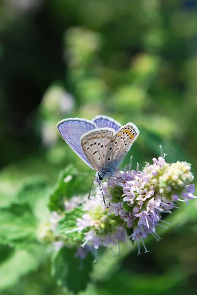 Tierna Mariposa Pequeña Sienta Una Rama Verde Una Planta — Foto de Stock