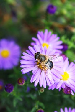 a bee collects nectar from small pink asters