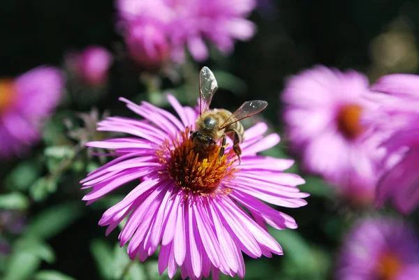 Eine Biene Sammelt Nektar Aus Kleinen Rosa Astern — Stockfoto