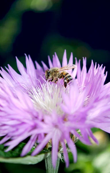 Eine Biene Sammelt Nektar Aus Kleinen Rosa Astern — Stockfoto