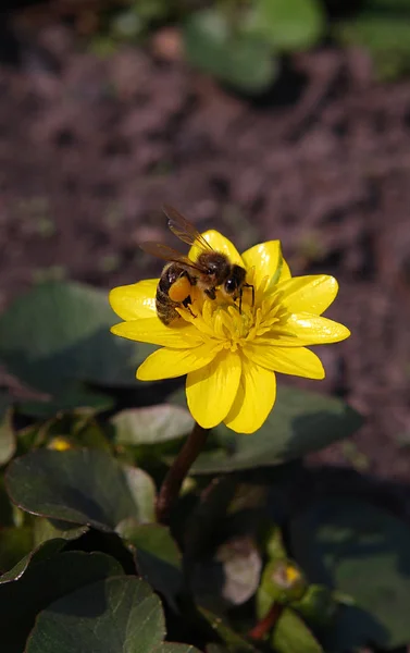 Kleine Biene Sammelt Pollen Einem Warmen Sommertag — Stockfoto