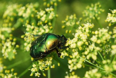 Büyük parlak bir bronz böcek sıcak bir yaz gününde polen toplar.