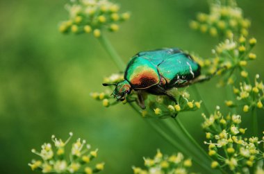 Büyük parlak bir bronz böcek sıcak bir yaz gününde polen toplar.