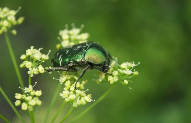 Büyük parlak bir bronz böcek sıcak bir yaz gününde polen toplar.