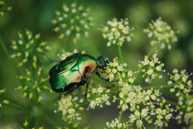 Büyük parlak bir bronz böcek sıcak bir yaz gününde polen toplar.