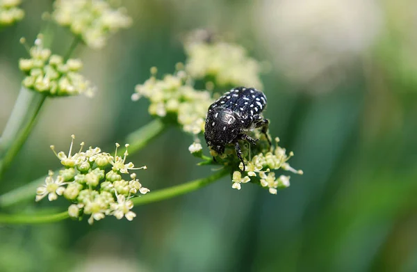insects collect pollen on a warm summer day
