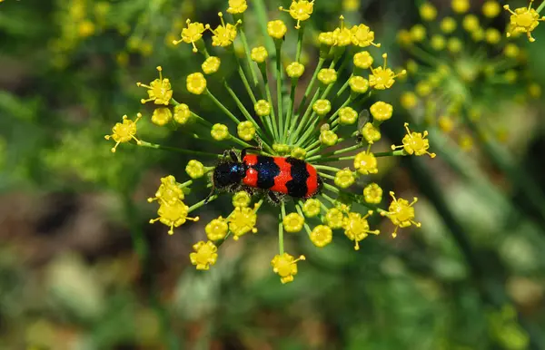 Insectos Recogen Polen Cálido Día Verano —  Fotos de Stock