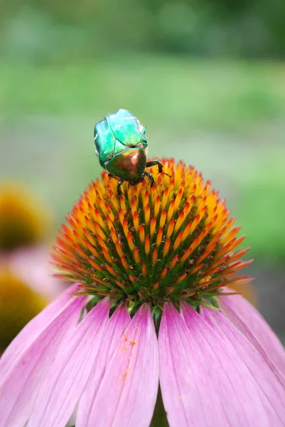 在温暖的夏日里 一只巨大的青铜甲虫收集花粉 — 图库照片