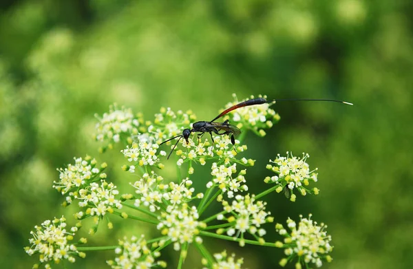 昆虫在温暖的夏日采蜜 — 图库照片