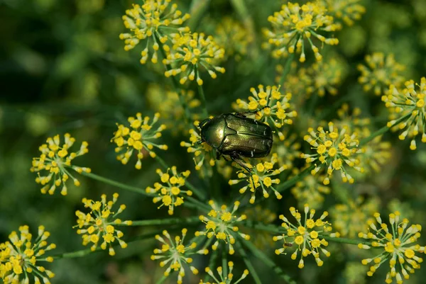 Gran Escarabajo Bronce Brillante Recoge Polen Cálido Día Verano —  Fotos de Stock
