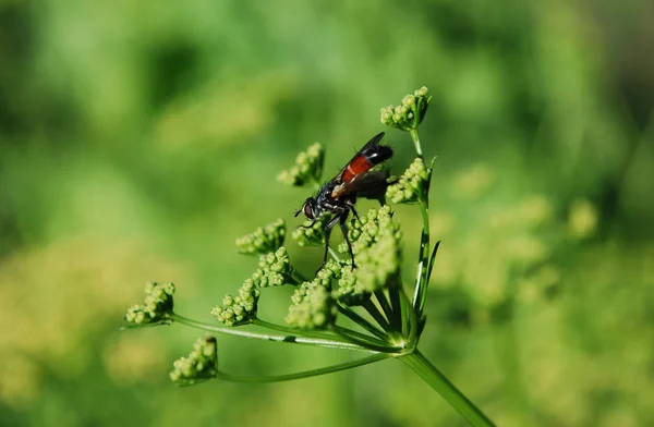 昆虫在温暖的夏日采蜜 — 图库照片
