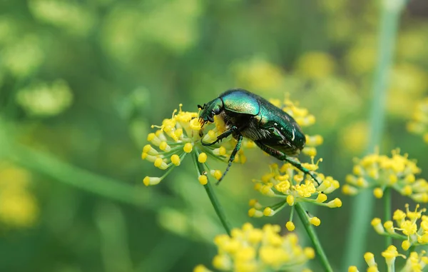 夏の暖かい日に大きな青銅の甲虫が花粉を集め — ストック写真