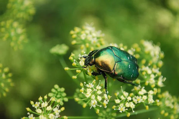 在温暖的夏日里 一只巨大的青铜甲虫收集花粉 图库照片
