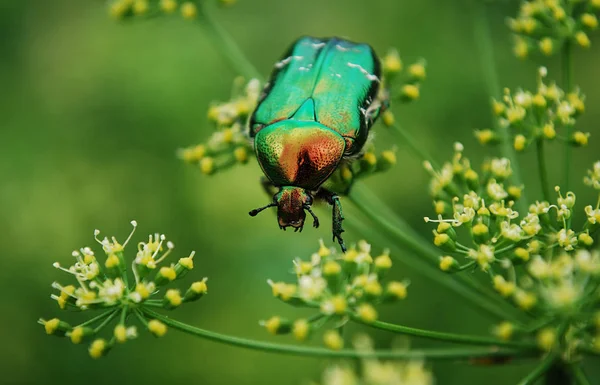 Stor Briljant Bronsskalbagge Samlar Pollen Varm Sommardag Stockbild