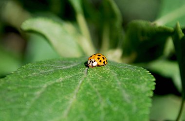 Yeşil yaprağın üzerinde oturan parlak turuncu uğur böceği.