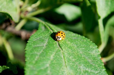 Yeşil yaprağın üzerinde oturan parlak turuncu uğur böceği.