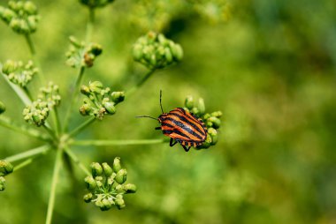 kırmızı siyah çizgili böcek yeşil yaprakların üzerinde oturur.