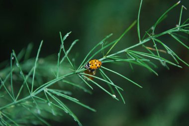 Yeşil yaprağın üzerinde oturan parlak turuncu uğur böceği.