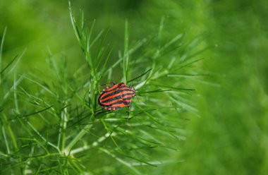 kırmızı siyah çizgili böcek yeşil yaprakların üzerinde oturur.