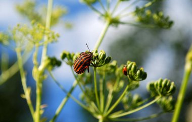 kırmızı siyah çizgili böcek yeşil yaprakların üzerinde oturur.