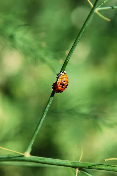 Uma Larva Joaninha Senta Uma Folha Verde Espargos — Fotografia de Stock