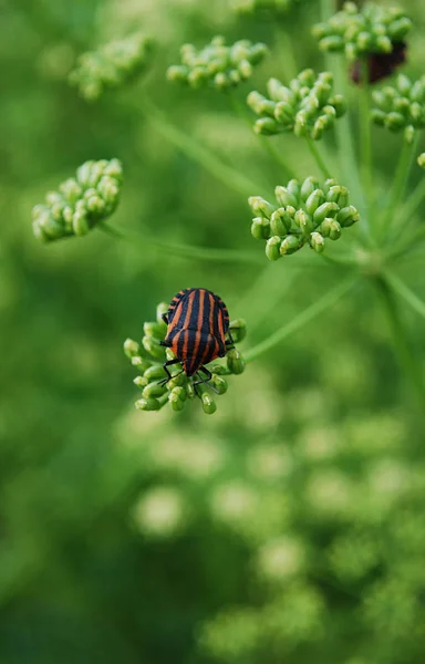 Escarabajo Rayado Negro Rojo Sienta Sobre Hojas Verdes — Foto de Stock