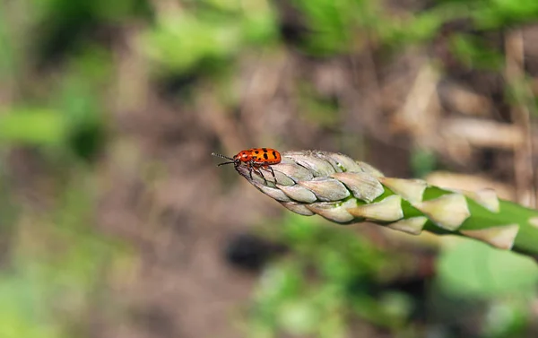 鲜红的瓢虫坐在芦笋的绿叶上 — 图库照片