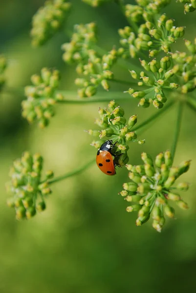 Bright Red Ladybug Sitting Parsley Inflorescence — Stock Photo, Image