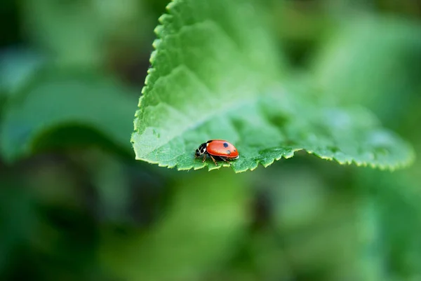 Bright Red Ladybug Sitting Green Leaf — Stock Photo, Image