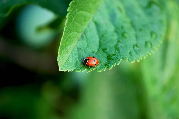 鲜红的瓢虫坐在绿叶上 — 图库照片