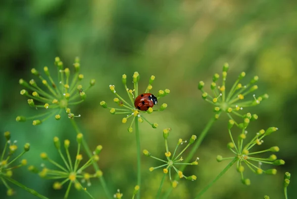 坐在欧芹花序上的鲜红瓢虫 — 图库照片
