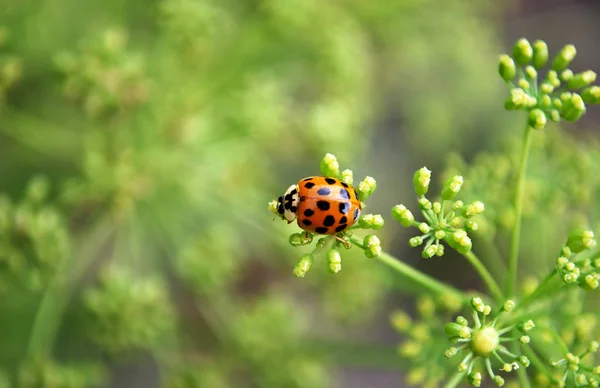 坐在欧芹花序上的鲜红瓢虫 — 图库照片