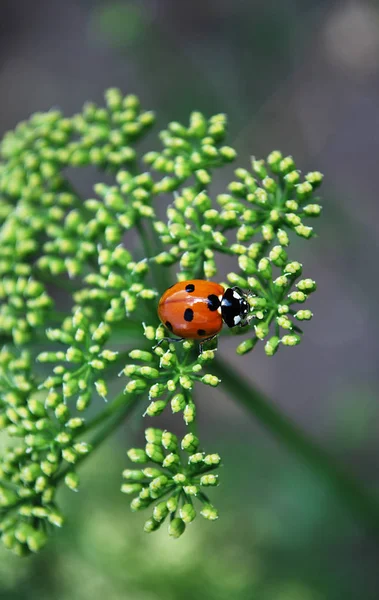 Mariquita Roja Brillante Sentada Inflorescencia Del Perejil — Foto de Stock