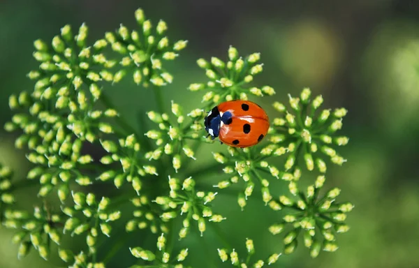 Bright Red Ladybug Sitting Parsley Inflorescence — Stock Photo, Image