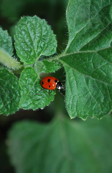 Leuchtend Roter Marienkäfer Sitzt Auf Einem Grünen Blatt Stockbild