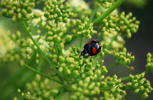 Bright Black Red Ladybug Sitting Inflorescence Parsley — Stock Photo, Image