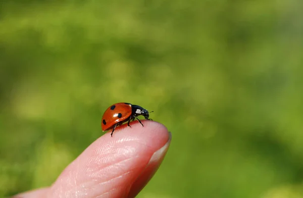 Leuchtend Roter Marienkäfer Saß Auf Einem Finger Vor Grünem Hintergrund Stockbild