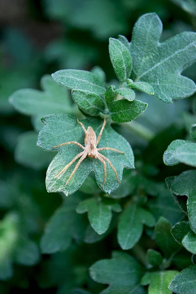 Μικρή Γκρι Αράχνη Κάθεται Πράσινα Φύλλα — Φωτογραφία Αρχείου