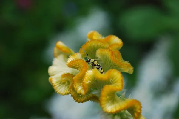 Pequeno Besouro Amarelo Senta Uma Inflorescência Celosia — Fotografia de Stock