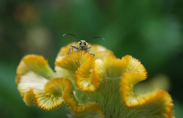 一只黄色的小甲虫栖息在芹菜花序上 — 图库照片